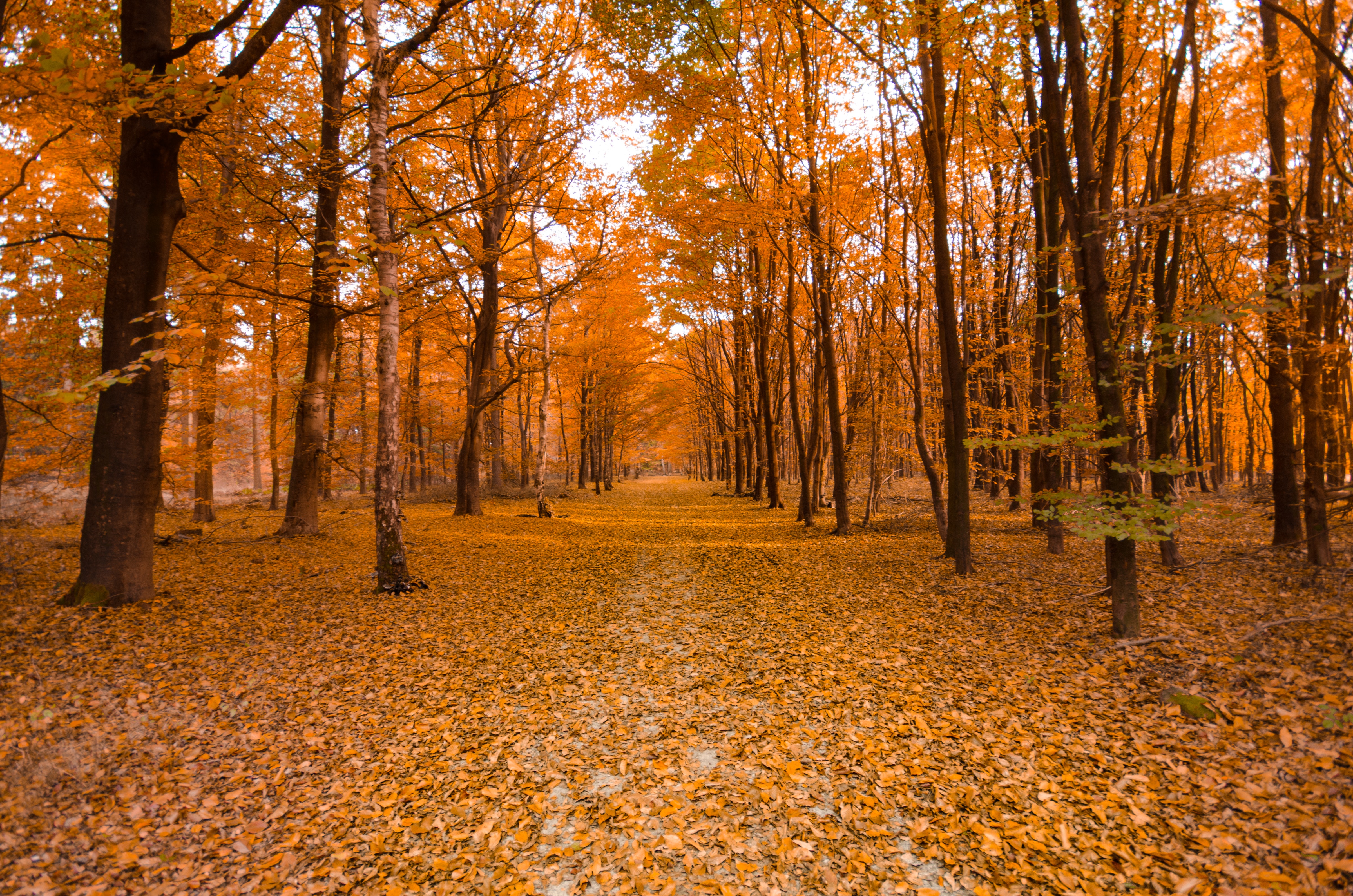 Allee mit Bäumen